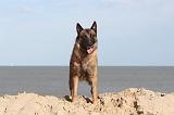 MALINOIS 081